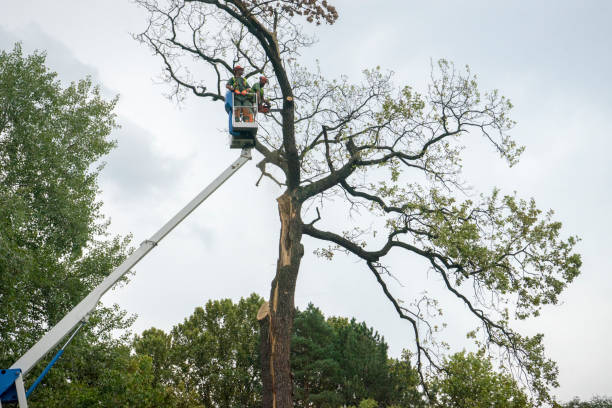 Best Arborist Consultation Services  in Three Oaks, MI