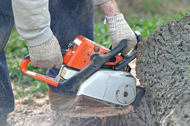 Best Fruit Tree Pruning  in Three Oaks, MI