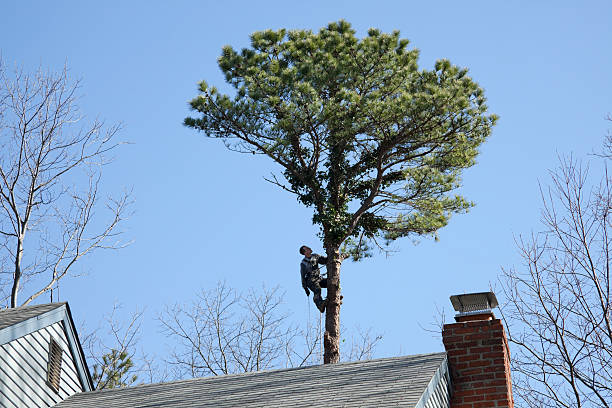 Best Tree and Shrub Care  in Three Oaks, MI